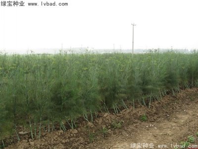 茴香種子