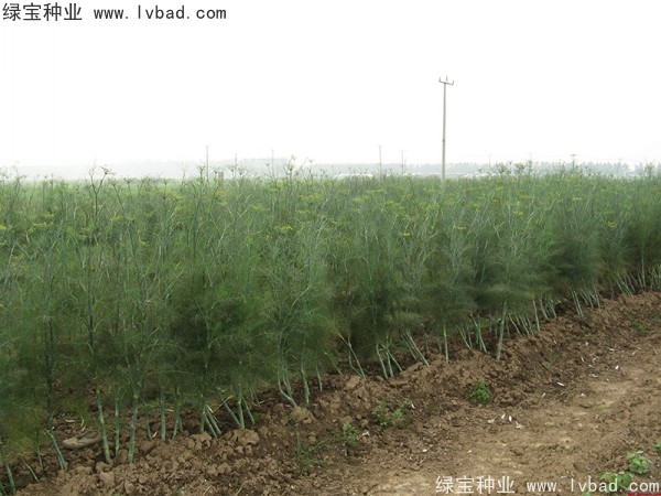 <a href='http://m.wuzhouwash.com/yaocaizhongzi/2354.html' target='_blank'>茴香種子</a>