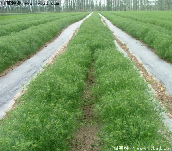<a href='http://m.wuzhouwash.com/yaocaizhongzi/2354.html' target='_blank'>茴香</a><a href='http://m.wuzhouwash.com/' target='_blank'>種子</a>
