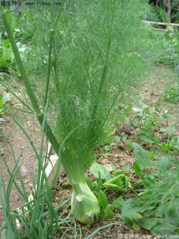茴香種子