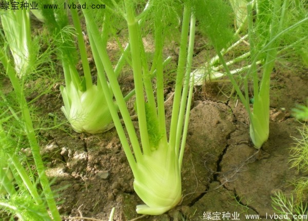 茴香<a href='http://m.wuzhouwash.com/' target='_blank'>種子</a>