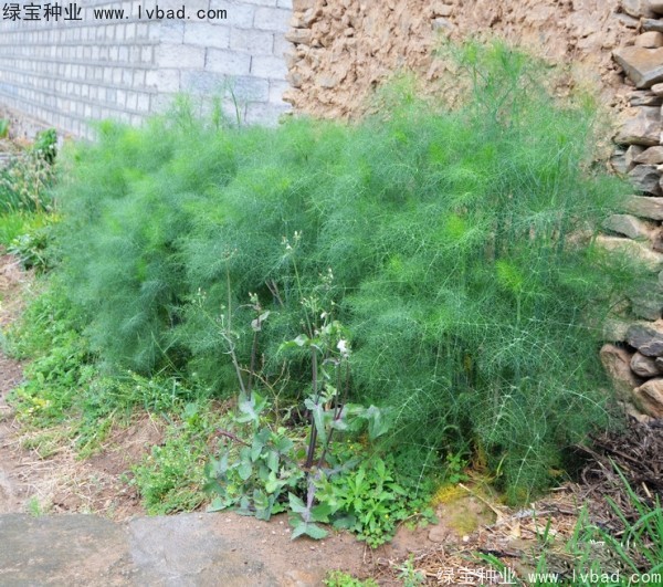 <a href='http://m.wuzhouwash.com/yaocaizhongzi/2354.html' target='_blank'>茴香種子</a>