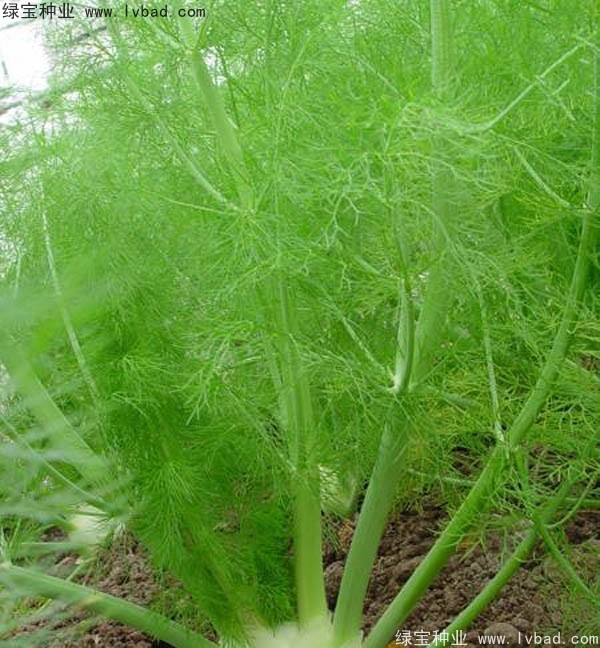 茴香<a href='http://m.wuzhouwash.com/' target='_blank'>種子</a>