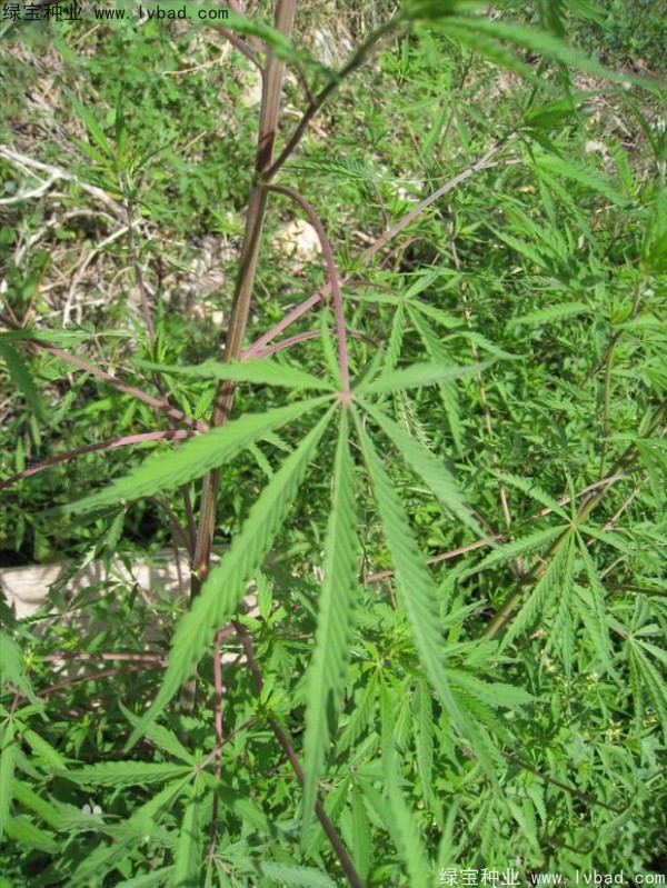 <a href='http://m.wuzhouwash.com/yaocaizhongzi/2355.html' target='_blank'>火麻種子</a>