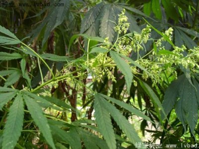 火麻種子