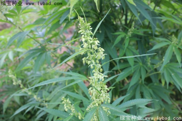<a href='http://m.wuzhouwash.com/yaocaizhongzi/2355.html' target='_blank'>火麻</a><a href='http://m.wuzhouwash.com/' target='_blank'>種子</a>
