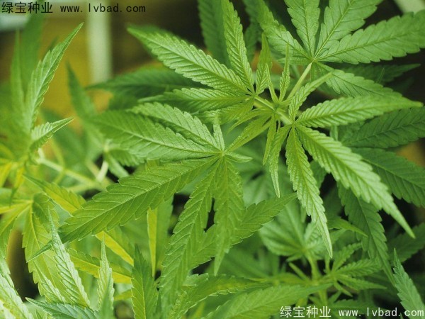 火麻種子