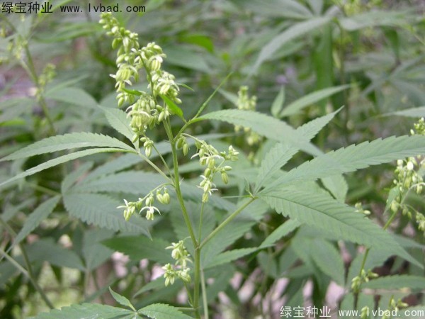 火麻種子