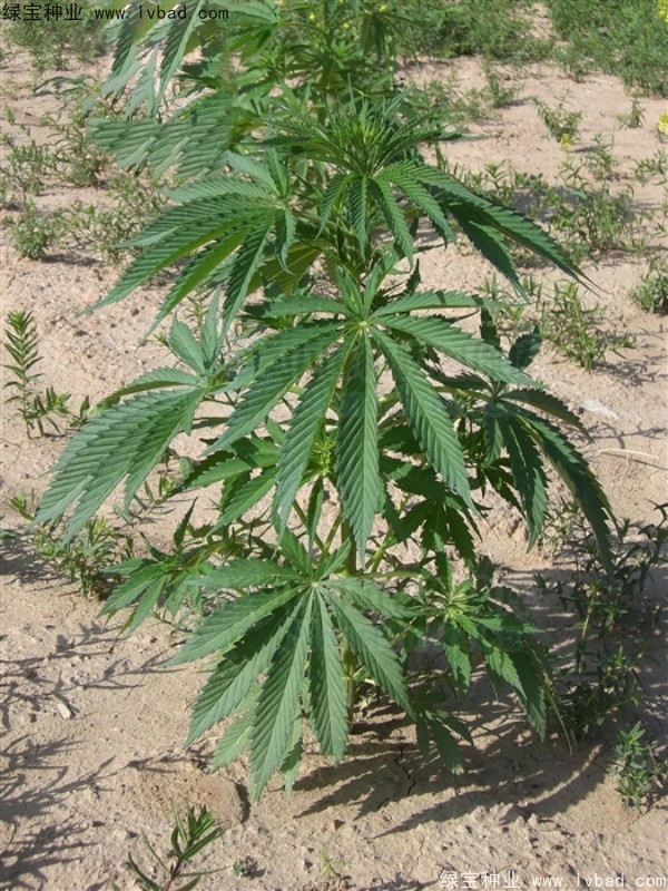 火麻種子