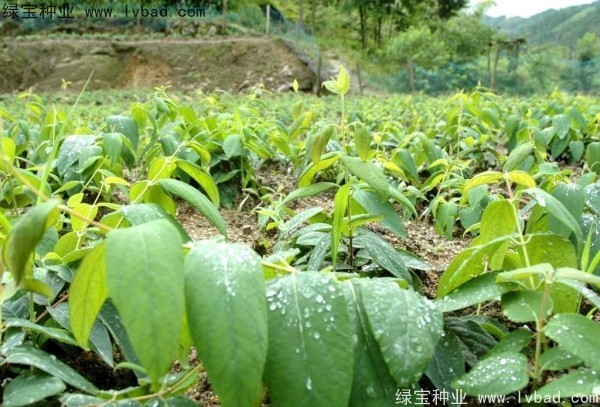 金銀花種子