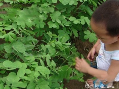 決明子種子