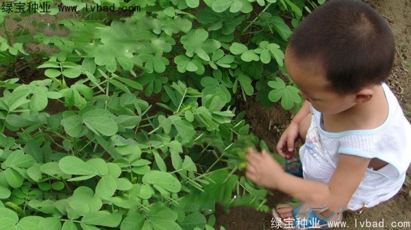<a href='http://m.wuzhouwash.com/yaocaizhongzi/2357.html' target='_blank'>決明子種子</a>