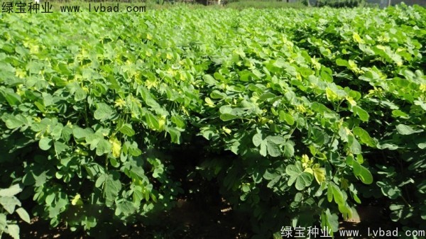 決明子種子