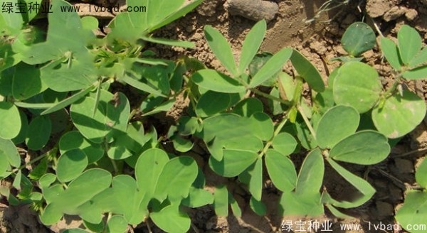 <a href='http://m.wuzhouwash.com/yaocaizhongzi/2357.html' target='_blank'>決明子種子</a>