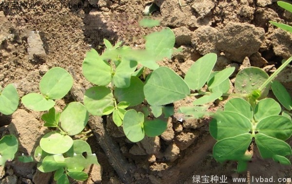 決明子<a href='http://m.wuzhouwash.com/' target='_blank'>種子</a>