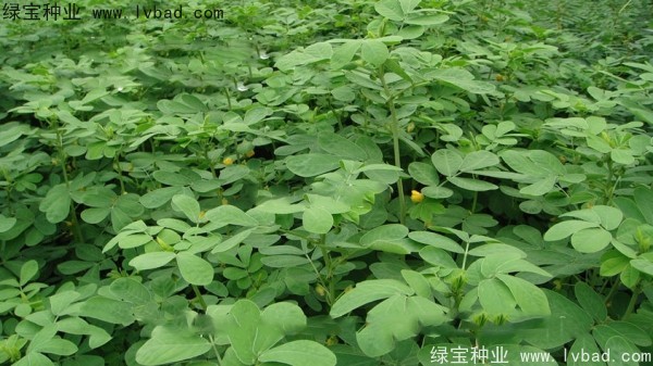 <a href='http://m.wuzhouwash.com/yaocaizhongzi/2357.html' target='_blank'>決明子種子</a>