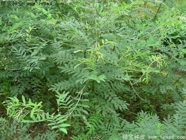 <a href='http://m.wuzhouwash.com/yaocaizhongzi/2358.html' target='_blank'>苦參種子</a>