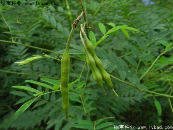 <a href='http://m.wuzhouwash.com/yaocaizhongzi/2358.html' target='_blank'>苦參種子</a>