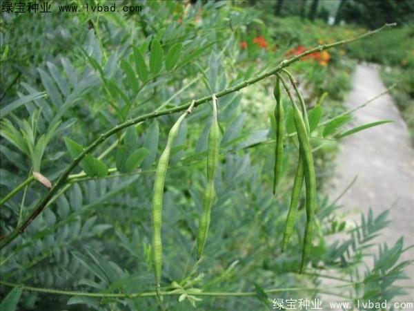<a href='http://m.wuzhouwash.com/yaocaizhongzi/2358.html' target='_blank'>苦參種子</a>