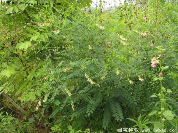 苦參<a href='http://m.wuzhouwash.com/' target='_blank'>種子</a>