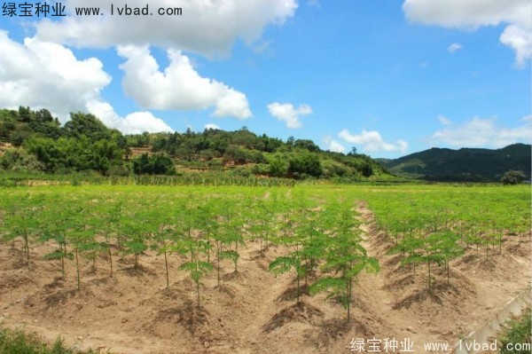 辣木樹<a href='http://m.wuzhouwash.com/' target='_blank'>種子</a>