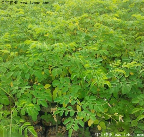 辣木樹<a href='http://m.wuzhouwash.com/' target='_blank'>種子</a>
