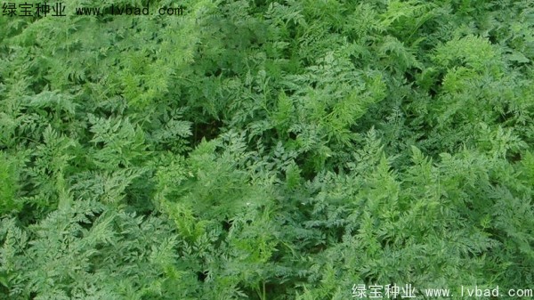 <a href='http://m.wuzhouwash.com/yaocaizhongzi/2360.html' target='_blank'>南沙種子</a>