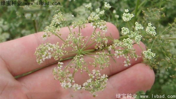 <a href='http://m.wuzhouwash.com/yaocaizhongzi/2360.html' target='_blank'>南沙種子</a>