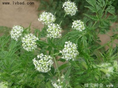 南沙種子