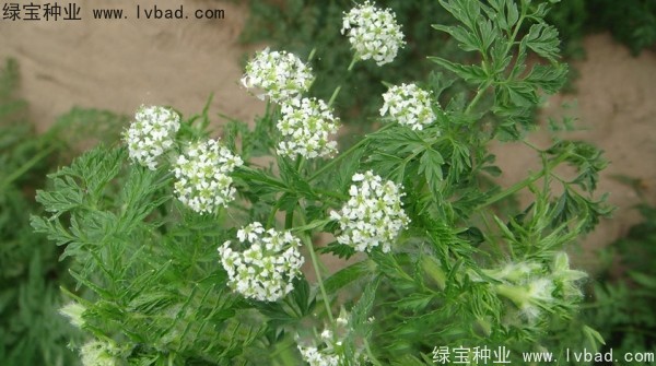<a href='http://m.wuzhouwash.com/yaocaizhongzi/2360.html' target='_blank'>南沙種子</a>