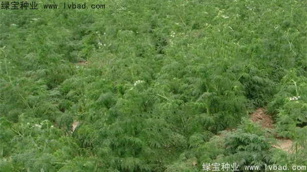 <a href='http://m.wuzhouwash.com/yaocaizhongzi/2360.html' target='_blank'>南沙</a><a href='http://m.wuzhouwash.com/' target='_blank'>種子</a>