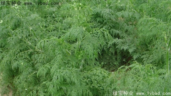 <a href='http://m.wuzhouwash.com/yaocaizhongzi/2360.html' target='_blank'>南沙</a><a href='http://m.wuzhouwash.com/' target='_blank'>種子</a>