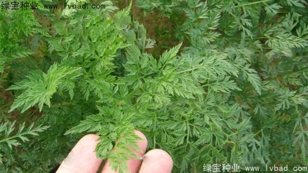 南沙種子