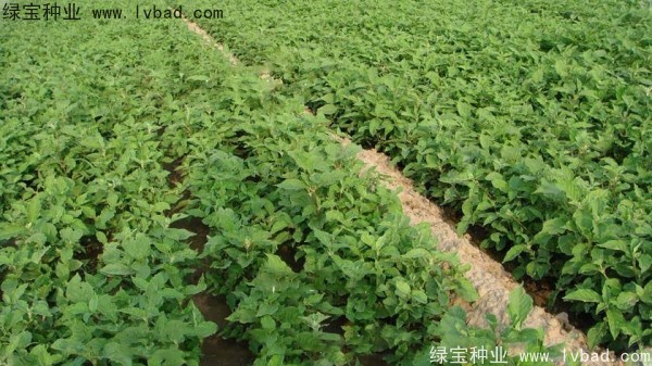 <a href='http://m.wuzhouwash.com/yaocaizhongzi/2361.html' target='_blank'>牛夕子</a><a href='http://m.wuzhouwash.com/' target='_blank'>種子</a>