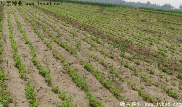 <a href='http://m.wuzhouwash.com/yaocaizhongzi/2361.html' target='_blank'>牛夕子種子</a>