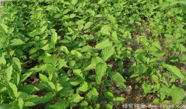 牛夕子<a href='http://m.wuzhouwash.com/' target='_blank'>種子</a>