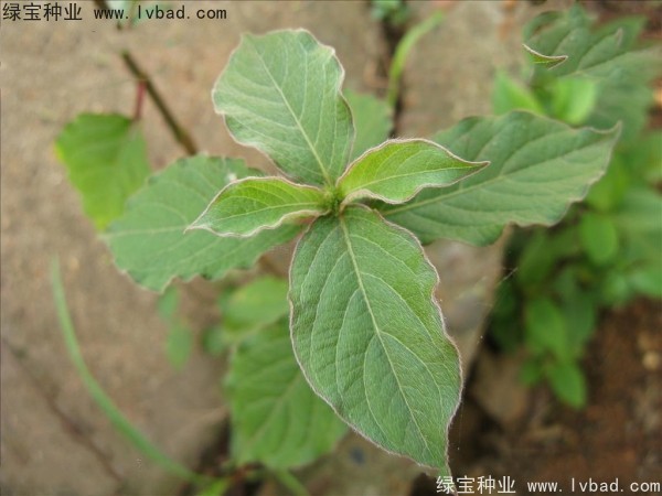 <a href='http://m.wuzhouwash.com/yaocaizhongzi/2362.html' target='_blank'>牛膝種子</a>