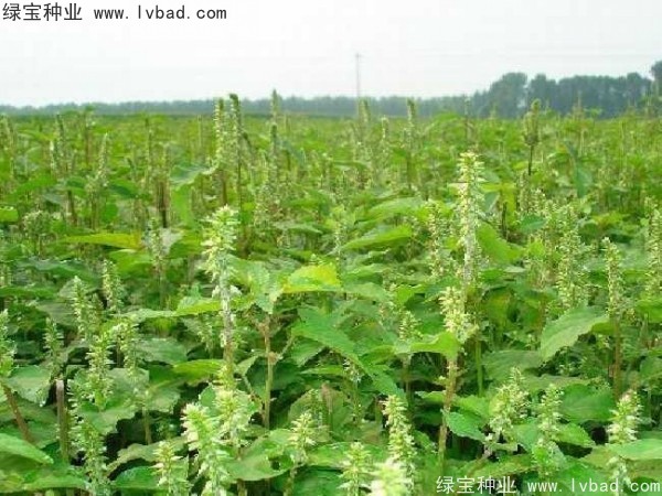 <a href='http://m.wuzhouwash.com/yaocaizhongzi/2362.html' target='_blank'>牛膝種子</a>