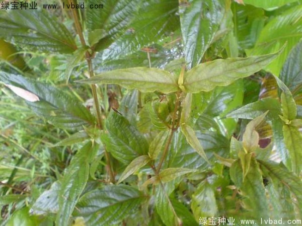 牛膝<a href='http://m.wuzhouwash.com/' target='_blank'>種子</a>