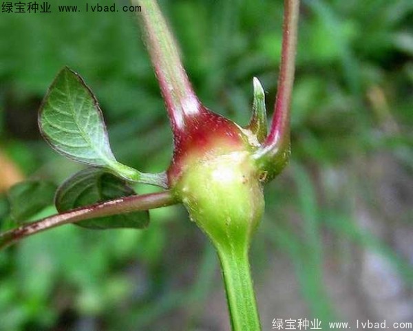 <a href='http://m.wuzhouwash.com/yaocaizhongzi/2362.html' target='_blank'>牛膝種子</a>