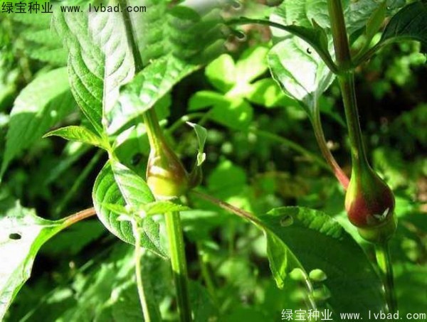 牛膝<a href='http://m.wuzhouwash.com/' target='_blank'>種子</a>