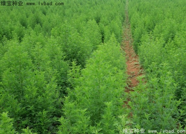 <a href='http://m.wuzhouwash.com/yaocaizhongzi/2363.html' target='_blank'>青蒿種子</a>