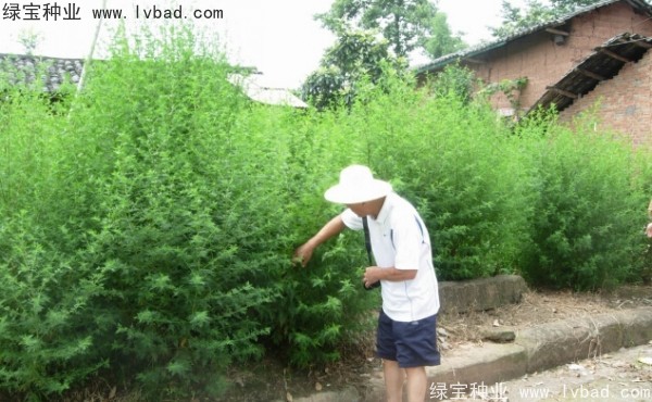 青蒿<a href='http://m.wuzhouwash.com/' target='_blank'>種子</a>