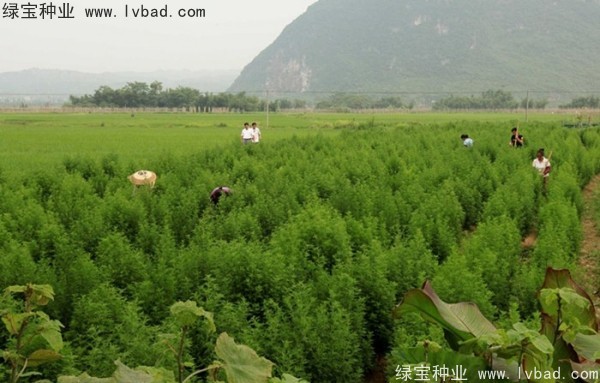 青蒿<a href='http://m.wuzhouwash.com/' target='_blank'>種子</a>