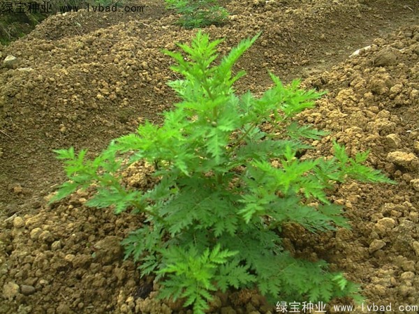 青蒿<a href='http://m.wuzhouwash.com/' target='_blank'>種子</a>