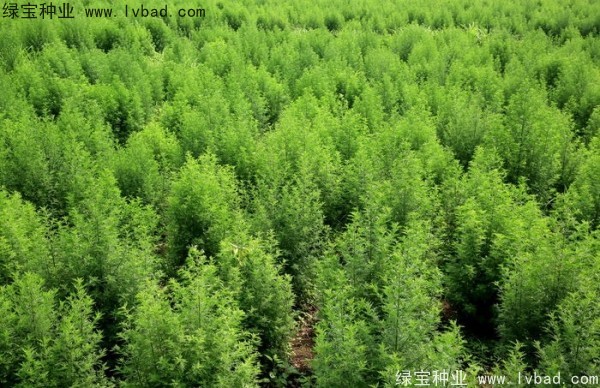 <a href='http://m.wuzhouwash.com/yaocaizhongzi/2363.html' target='_blank'>青蒿種子</a>