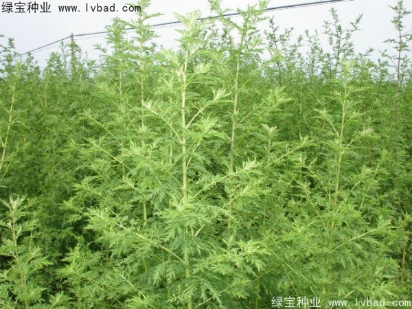 青蒿種子