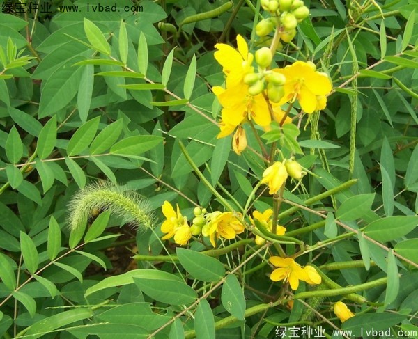<a href='http://m.wuzhouwash.com/yaocaizhongzi/2366.html' target='_blank'>蛇滅門種子</a>