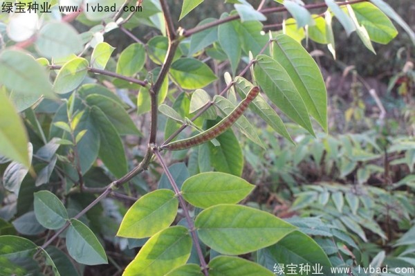 蛇滅門<a href='http://m.wuzhouwash.com/' target='_blank'>種子</a>