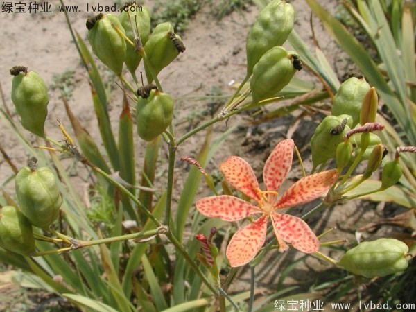 射干<a href='http://m.wuzhouwash.com/' target='_blank'>種子</a>